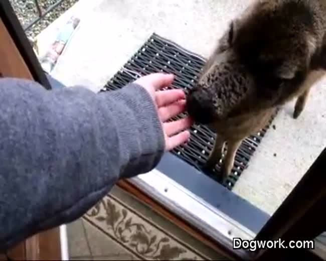 A deer sucking on my fingers.