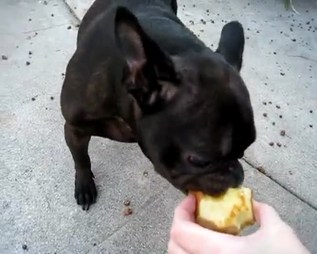 Dog Loves Apples