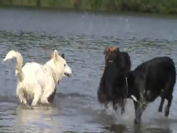 White Arctic Wolf Plays in Dog Park