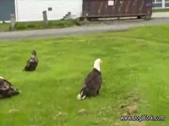 Bald Eagles Swarming