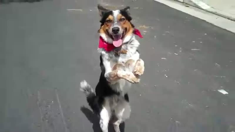 Awesome Dog