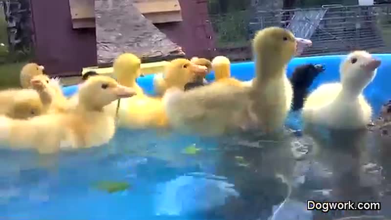 Baby duck and geese cuteness is deadly