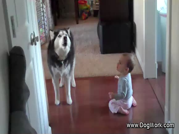 A Husky Sings With A Baby