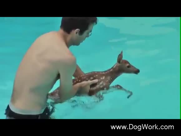 A fawn in trouble? No problem!