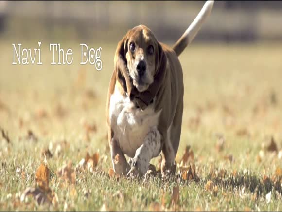 Basset Hound Running in Slow Motion