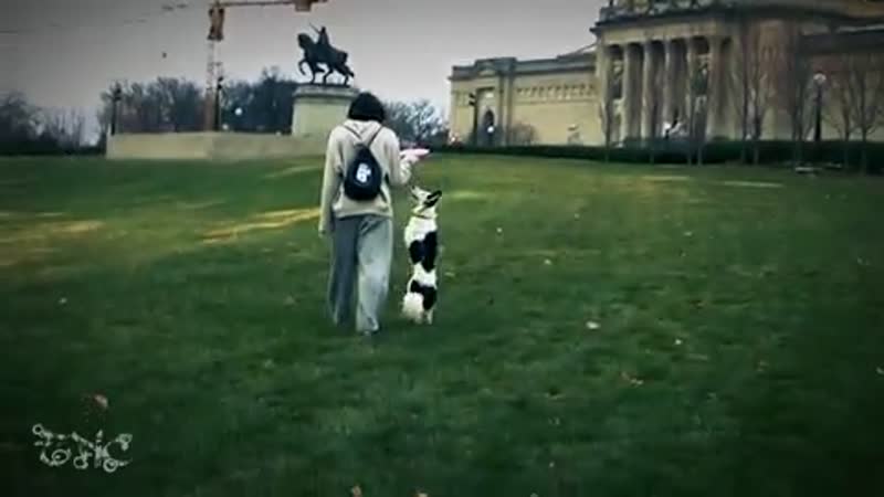 Border Collies are Awesome