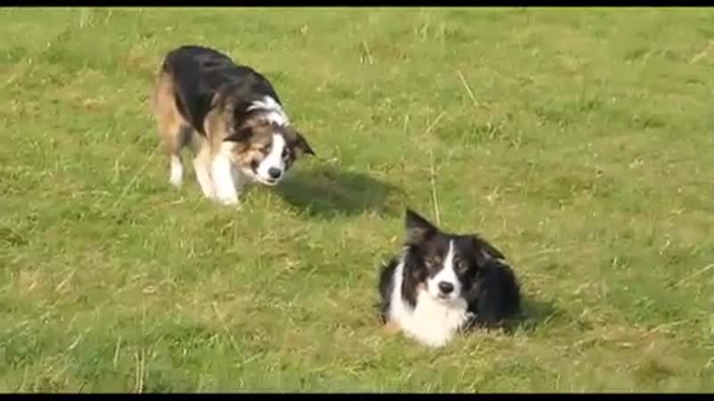 Awesome Dogs - This is The Collie Walk