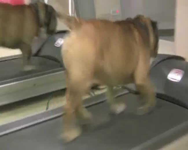 Dog Loves Doing This