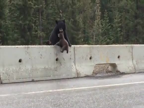 Mother Bear Rescues Baby Bear from Highway