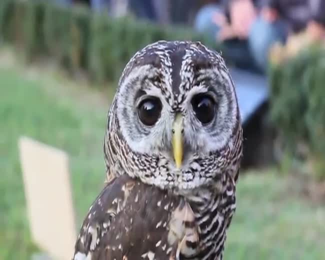 Beautiful Owls
