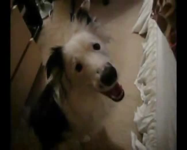 Doggy Tricks
