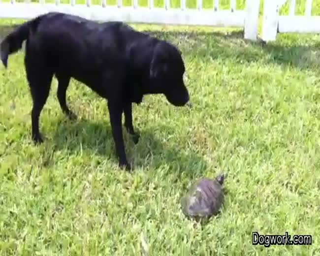 Bella Rose Meets Turtle Friend