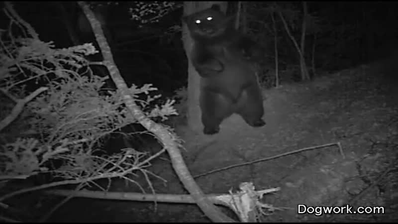 What really goes on in the forest when nobody is looking