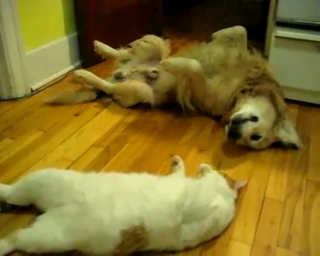 Cat and Dog are best friends