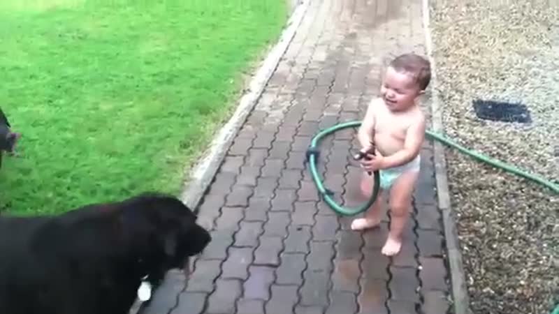The baby having fun with the dogs