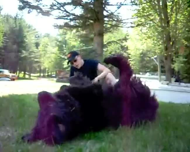 Playing with a Big Dog