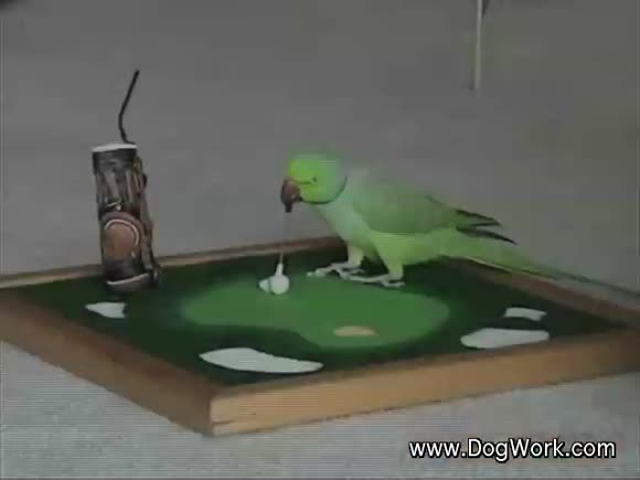 Amazing Bird Plays Golf and Basketball