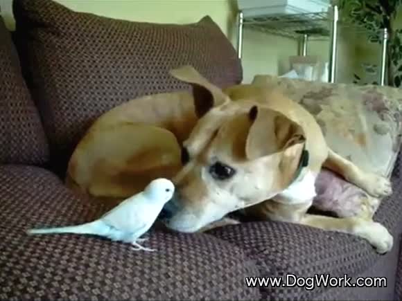 Dog and Bird Playing Together
