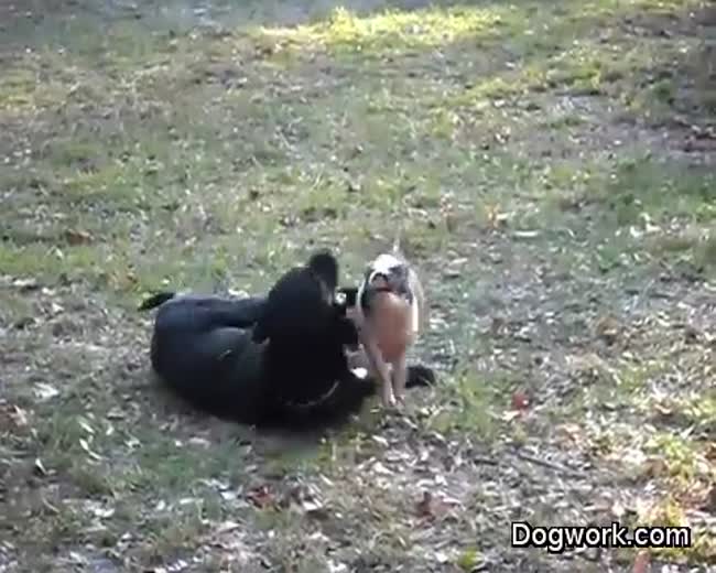 How to break the ice: wrestle