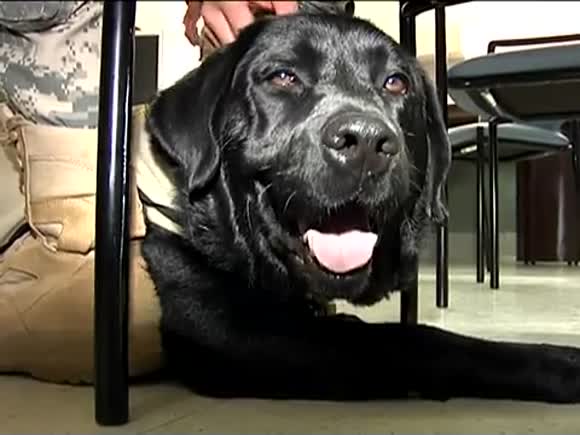 Dogs With Boots Collection