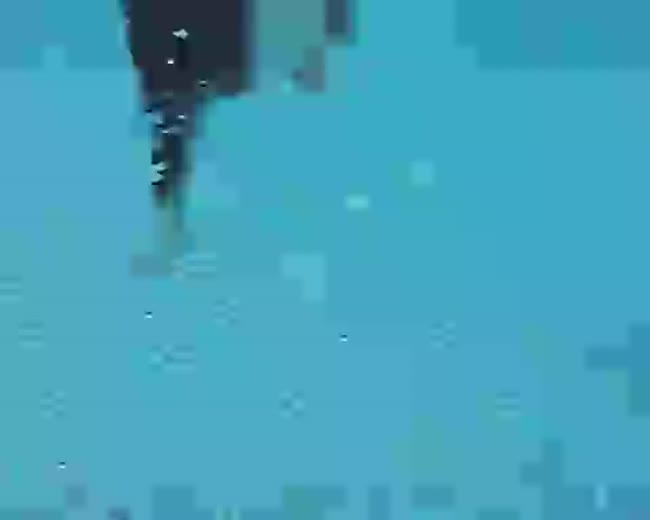 The Diving Dog