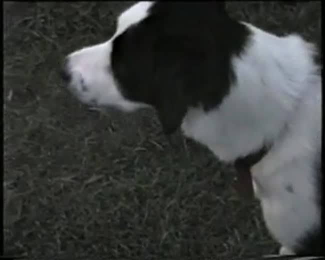 A Dog Tribute