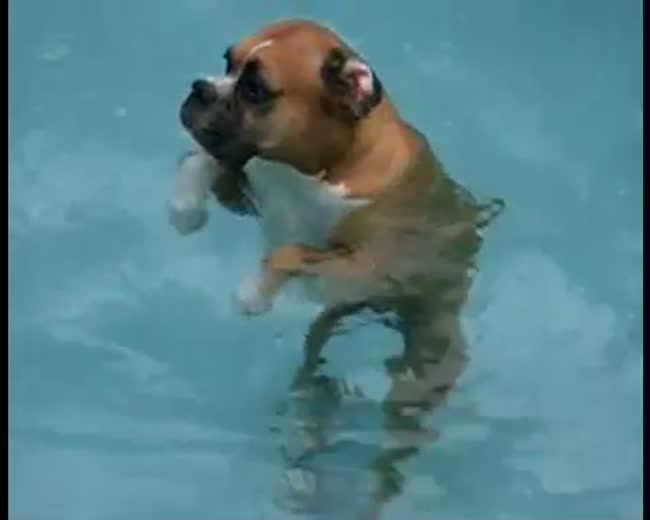 Dog Discovers That He can Stand
