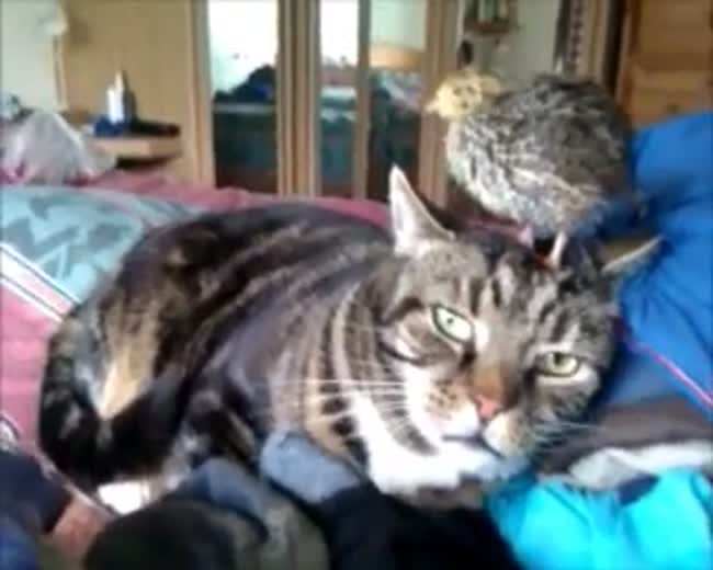 The cat does not care anymore - Baby quail loves cat