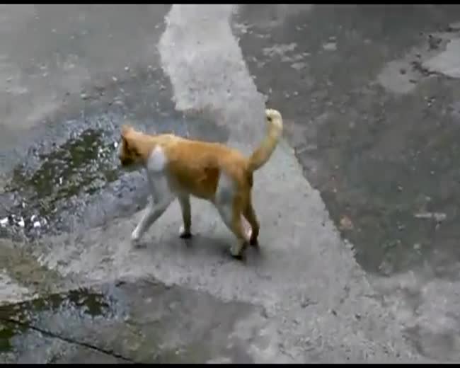 Dog wants his tummy rubbed