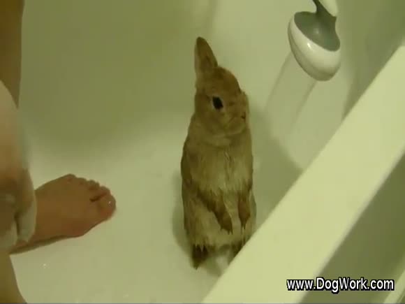 Bunny Shower
