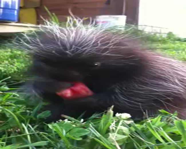 Baby porcupine eating watermelon