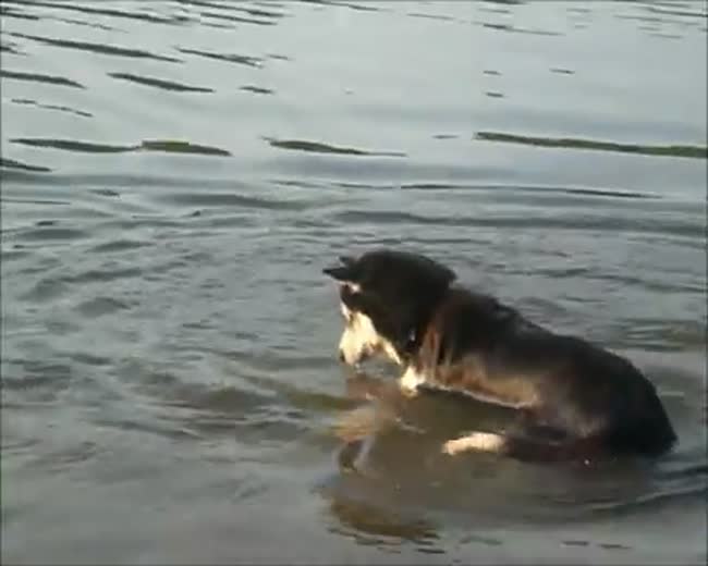 Dogs who love showing off in the water