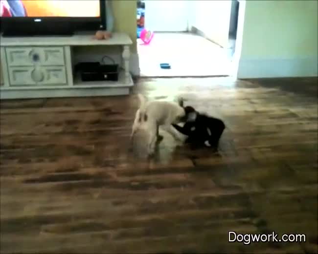 Cat Plays With Chihuahua