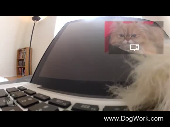 A Day in The Life of Your Cat