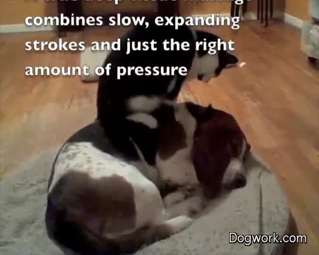 Cat gives Dog Back Rub