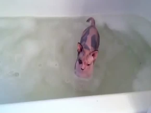 Sphynx Refuses to Leave Bath