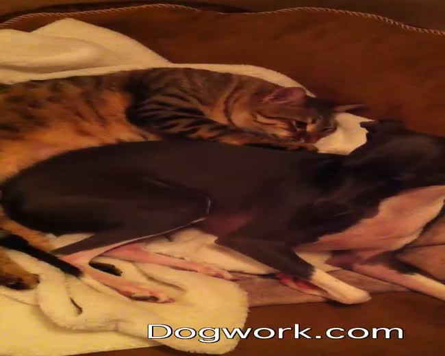 Cat give dog a massage