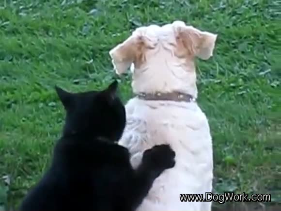 The Cat Masseuse
