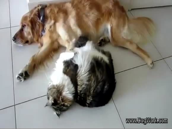 Cat Just Wants Dog's Attention