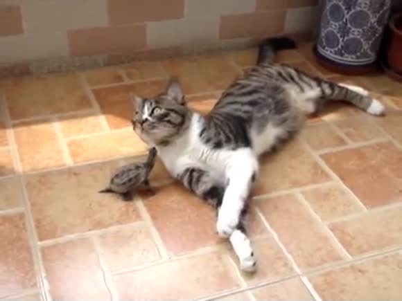 Turtle Loves Cat. Cat Doesn't Care.