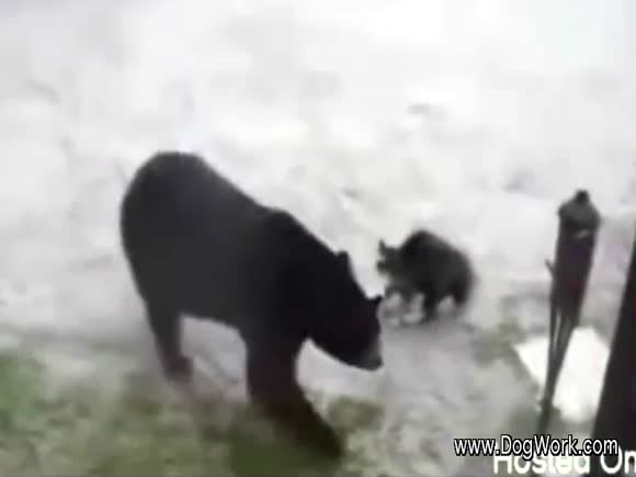 Cat Scares Off a Bear