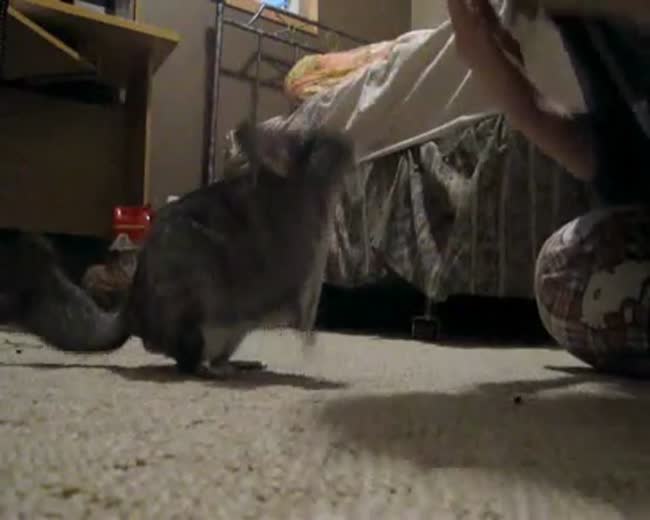 Chinchilla Pet Tricks