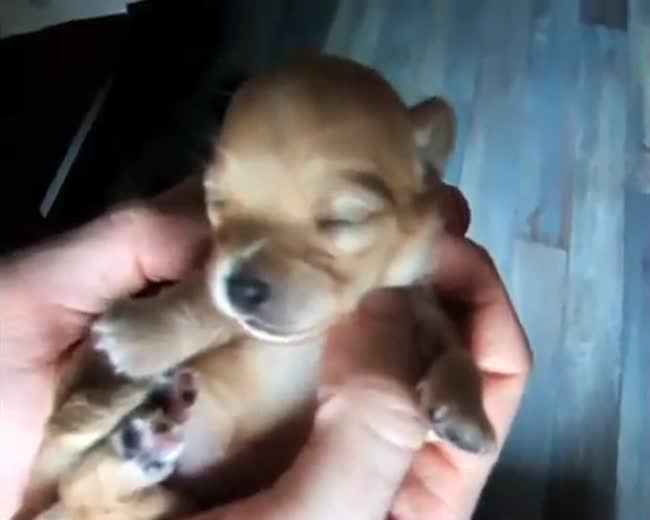Baby Chihuahua
