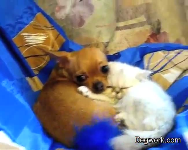 After playing all day long, a Chihuahua and a Persian kitten are too tired to play anymore