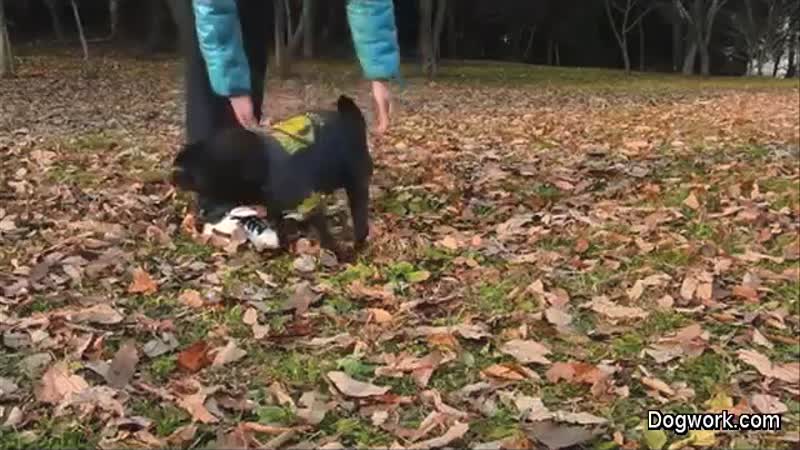 Meanwhile in Japan - This dog can do tricks