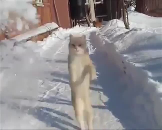 Cat catching snow