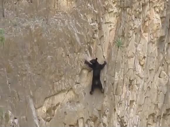 Rock Climbing Bears