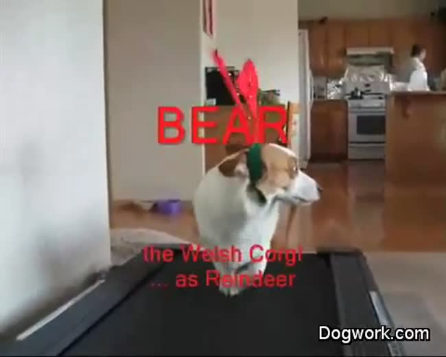 Reindeer Corgi Dog in Training