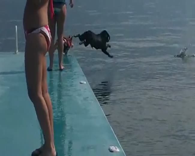 Corgi Learning to Jump