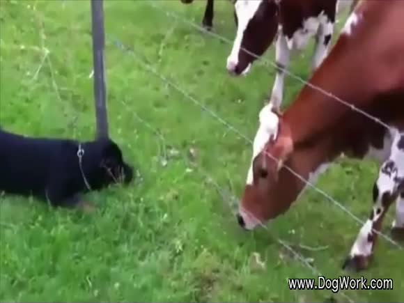 The Dog and The Cow Bond